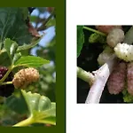 Giardino Di Limoni Eco Friendly *