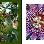 Giardino Di Limoni Eco Friendly Lido di Noto