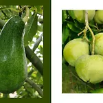 Giardino Di Limoni Eco Friendly
