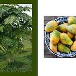 Giardino Di Limoni Eco Friendly Villa *