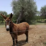 Giardino Di Limoni Eco Friendly Villa