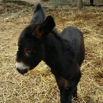 Giardino Di Limoni Eco Friendly Villa *