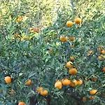 Giardino Di Limoni Eco Friendly Villa Lido di Noto