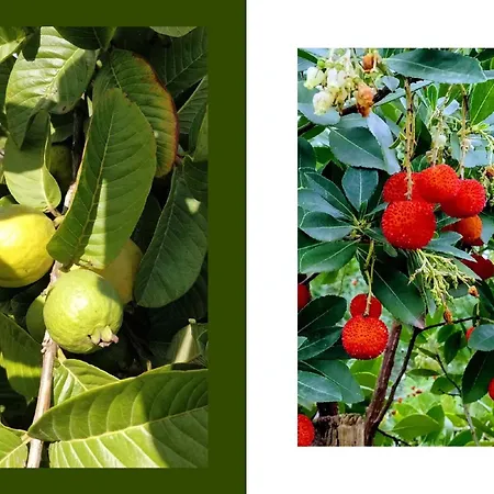 Villa Giardino Di Limoni Eco Friendly *