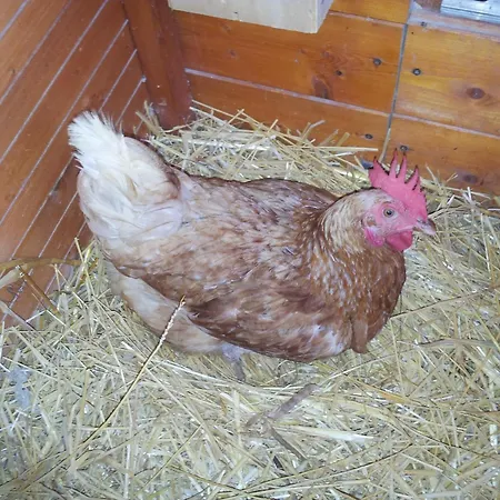 Villa Giardino Di Limoni Eco Friendly *