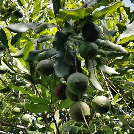 Giardino Di Limoni Eco Friendly Lido di Noto