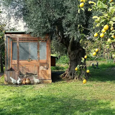 Villa Hiresicily - Giardino Di Limoni